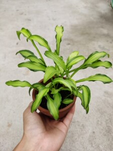 日本进口山野草,姬玉簪,稀有品种