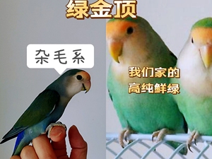 绿金顶牡丹鹦鹉