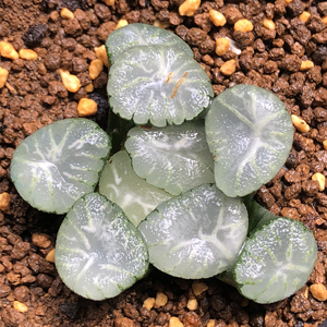 翠星万象十二卷多肉植物,四公分