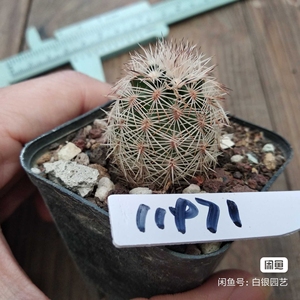 11971,折墨虾,实生,仙人球拍卖(温馨提示,植物特殊,不