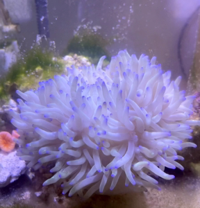 紫点白葵海葵珊瑚 小号尺寸6-8左右 138 大号尺寸13