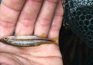 波鱼 南方波鱼 红眼鱼10条40包邮包损 稀有原生鱼 头条波