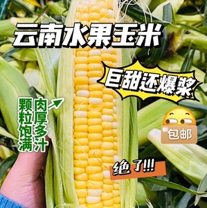 【16.8抢10斤】云南水果甜玉米脆甜爆汁生吃新鲜玉米甜苞米