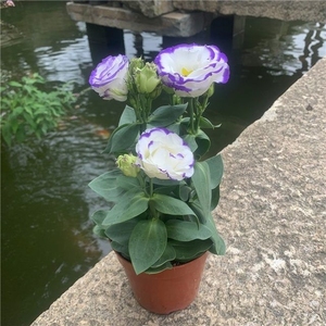 洋桔梗盆栽带花紫色中华桔梗花苗室内阳台四季花卉除甲醛花卉