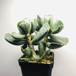 水泡多肉,天锦章属 ,库珀天锦章,老桩多头,冠幅14-16c