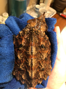 南美 枯叶龟 玛塔龟 黑玛塔龟,个个健康全品,可挑,龙骨直