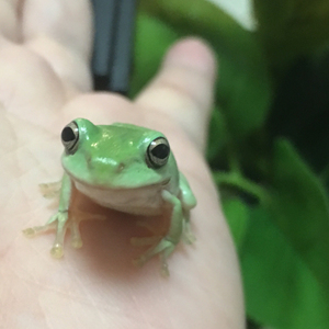 预售1只包邮3只更优惠印尼绿姥爷树蛙2cm