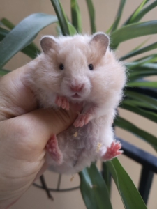 卷毛金丝熊正黄妹妹,标价全款,鼠妈卷毛面纹黄,鼠爸黄波利,限