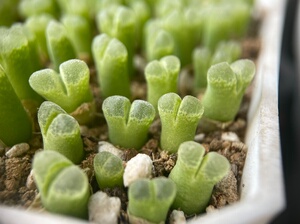 冰风铃 透窗风铃 风铃玉 肉锥,4.5一颗,开花株