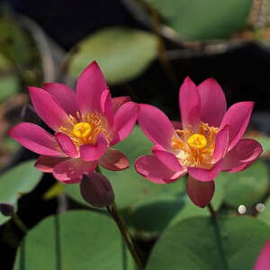 【纤61小紫】周劲松家庭窗阳露台庭院小微型盆栽碗莲荷花种藕苗卉