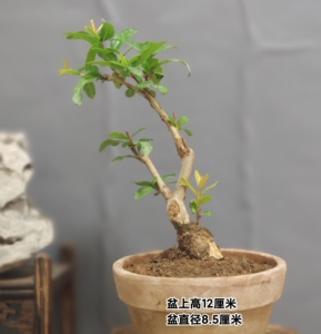 精品日本宫灯石榴盆景小老桩,一手托,掌心把玩,造型雅致,实物