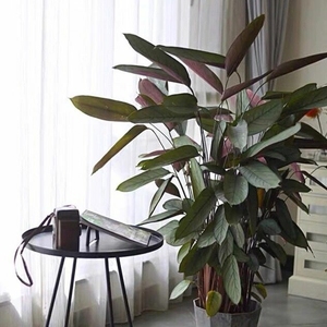 怀旧式老飞羽银羽竹芋 青苹果竹芋 北欧风绿植盆栽四季常青吸甲