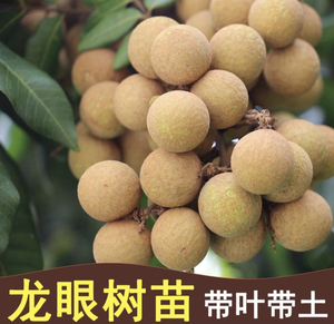 古山龙眼苗