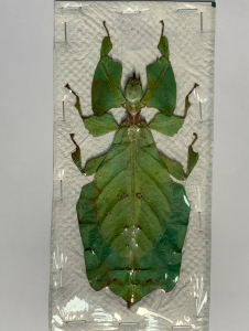 巨人叶脩,叶子虫