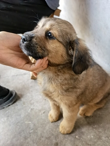 中国田园犬,金毛跟中华田园犬杂交,骨量大,长大狗,一个半月