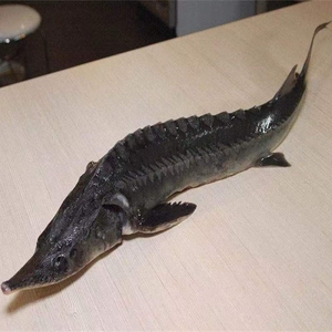 鲟鱼尖嘴鲟龙鱼苗批发活鱼淡水冷水清道夫养殖观赏鱼懒人耐活好养