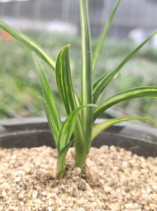 蕙兰矮种高端艺草 水晶龙 水晶奇龙 4苗