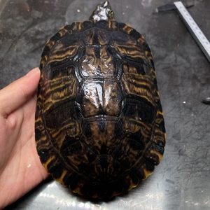 1斤黄耳龟种龟母龟可产蛋