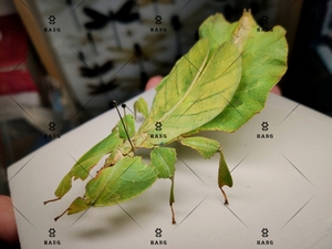 全部#叶,竹节虫标本 ,叶子虫 叶修 叶修,珍稀昆虫标本