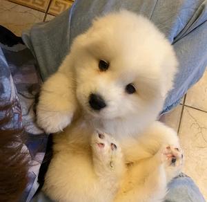 萨摩耶幼犬雪橇犬家养小狗动物活的宠物狗狗幼崽