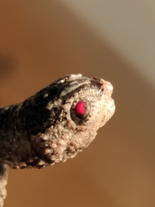 000人付款淘宝11566:红眼白化鳄龟,稳