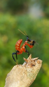 兰花螳螂，版纳产地，一龄幼体接批，可以长期稳定供货，物美价廉