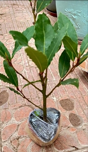 香叶树苗可食用调料树地中海月桂树庭院阳台花卉植物南方北方种植