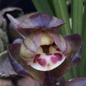 东帝摩荷春剑矮种兰花兰草一苗