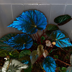 优选特蓝光孔雀秋海棠begonia pavonina