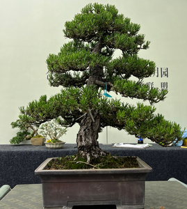 日本进口寸稍黑松,大树型,树形特别好,黑松中的天花板,细节如