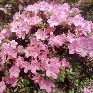 000人付款淘宝深山雾岛鹤翁杜鹃 杜鹃小盆景粉花鹤翁xy