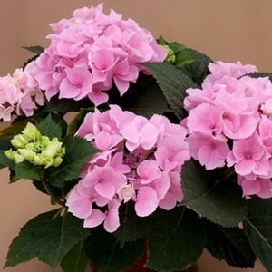 【特价】粉色回忆绣球花苗小苗无尽夏四季开夏季室内阳台盆栽易活