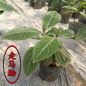 走马胎苗走马风大小叶紫金牛血枫山材盆栽带土带叶