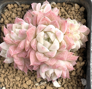 秋阳,极品手捧花款女王玫瑰, 朵朵趴地群,群生多肉植物,暗纹