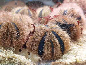 蓝礼服海胆 专业清理缸壁藻 58一个 快递顺丰到付 签收