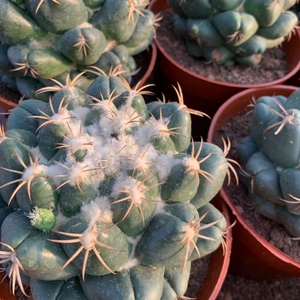 巨象仙人球落地开大花室内植物超大肉肉防辐射桌面绿植盆栽花卉