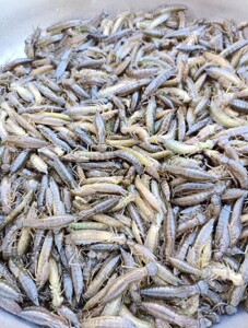 水蜻蜓幼虫 高蛋白非常好吃