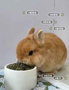 家养小兔子活物小型侏儒兔、猫猫兔、茶杯兔、安哥拉兔、喜马拉雅