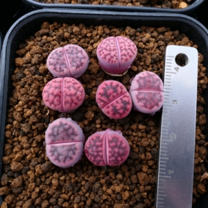 47号生石花拍卖 紫花纹玉 c369a