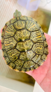 000人付款淘宝变异黄化巴西龟,自家黄化青柠巴西龟原色苗,数量不多