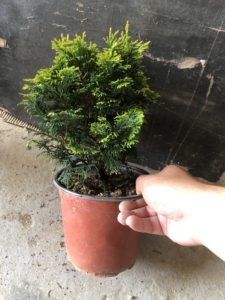 【孔雀柏盆景】孔雀柏盆景品牌,价格 - 阿里巴巴