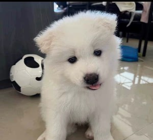 萨摩耶幼犬 萨摩耶宝宝,两个月弟弟妹妹都有,疫苗两针,驱虫两