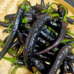 云南德宏特产农家自种新鲜黑辣子生辣椒很辣很爽口黑皮辣子特辣