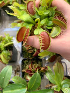 捕蝇草集合1食虫植物花市巨夹鲨鱼齿宝贝g16荷兰矮巨人融齿男爵3人