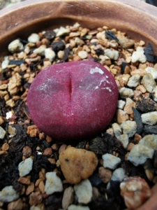 正版吕氏红宝石 天行健种源!肉锥 毛汗尼 毛汉尼 欣赏吕氏红