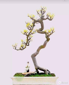 两面针,入地金牛,岭南盆景杂木好素材,经典临水式!现在已经开