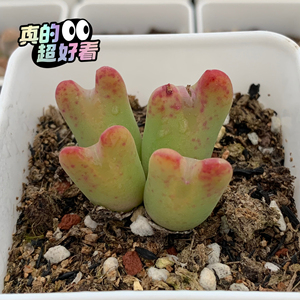 肉锥粉色少将,4头小猪蹄,40元包邮