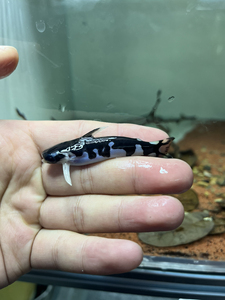 巴西奶牛豹鲸,异型鱼,鼠鱼,鲶鱼,可发顺丰