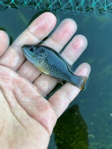 【太阳鱼淡水】太阳鱼淡水品牌,价格 - 阿里巴巴