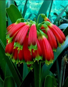 澳洲血毛兰 毛兰  立板短叶 澳毛 澳洲毛兰 原生君子兰 毛